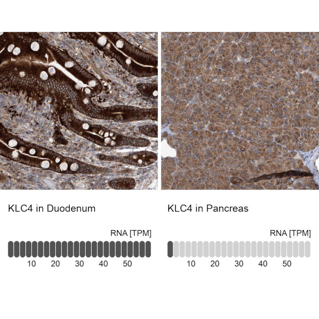 KLC4 Antibody