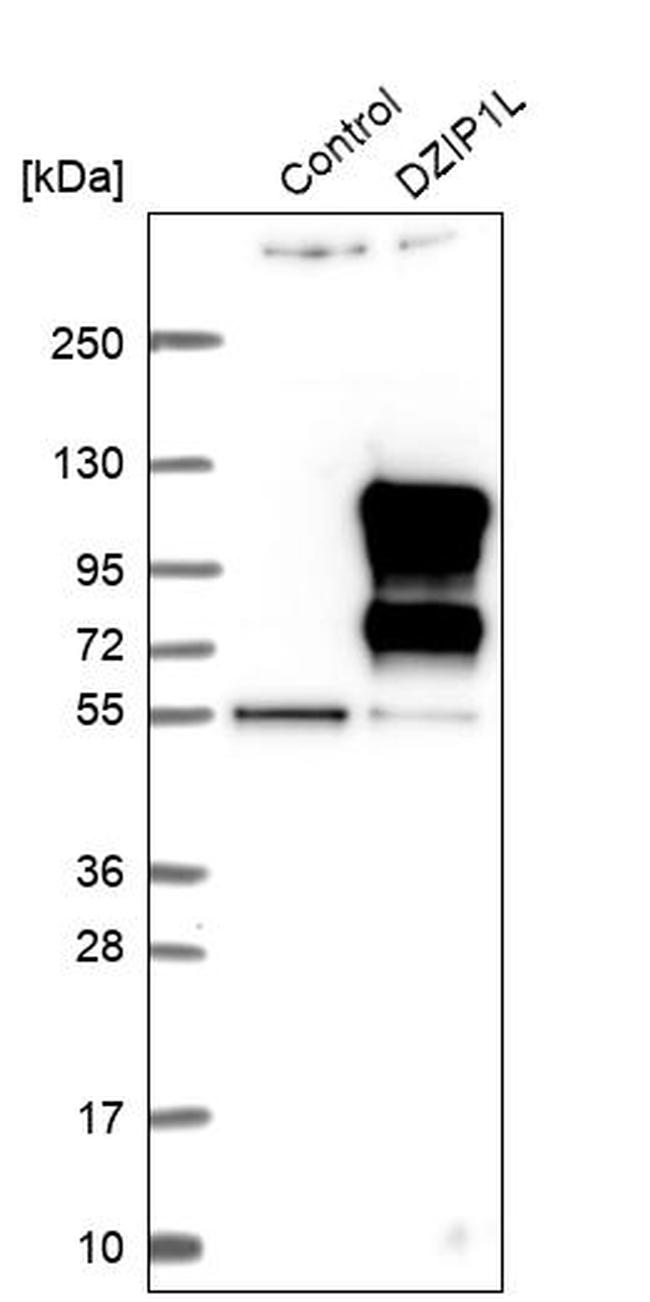 DZIP1L Antibody in Western Blot (WB)