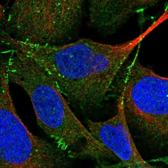 PARD3 Antibody in Immunocytochemistry (ICC/IF)