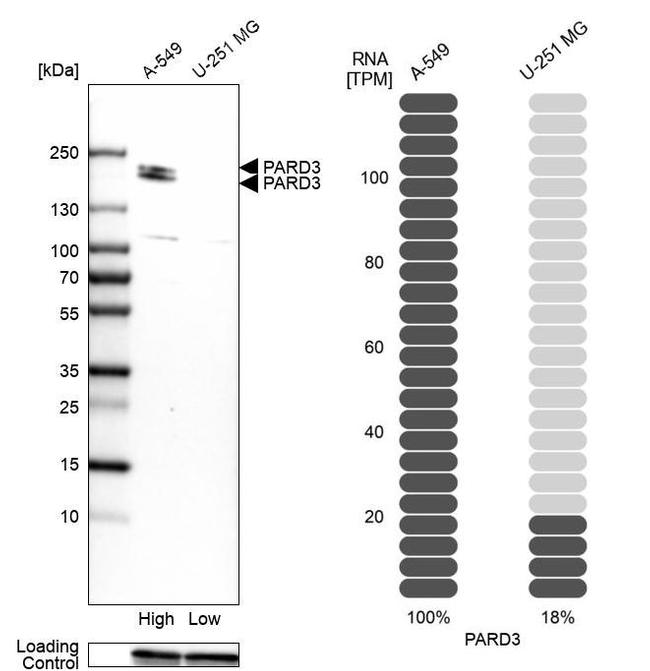 PARD3 Antibody in Western Blot (WB)