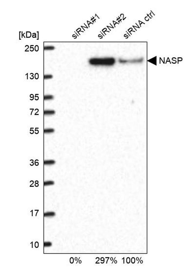 NASP Antibody in Western Blot (WB)