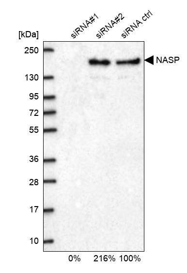 NASP Antibody