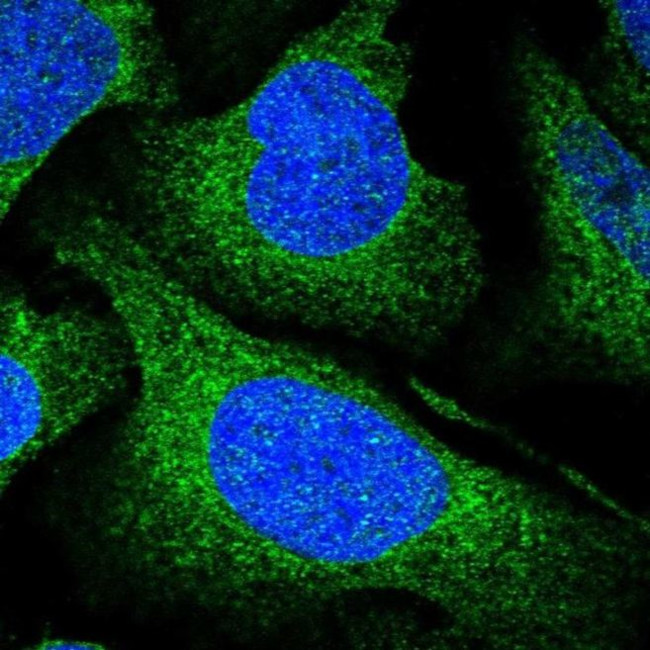 UFL1 Antibody in Immunocytochemistry (ICC/IF)