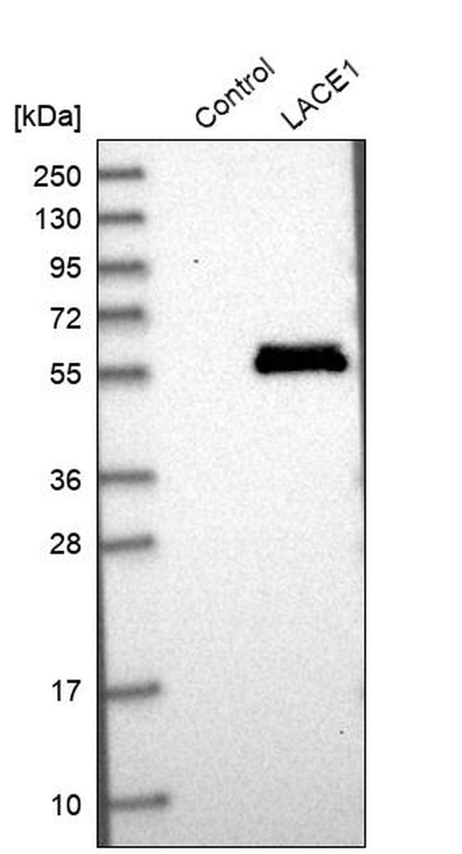 LACE1 Antibody in Western Blot (WB)