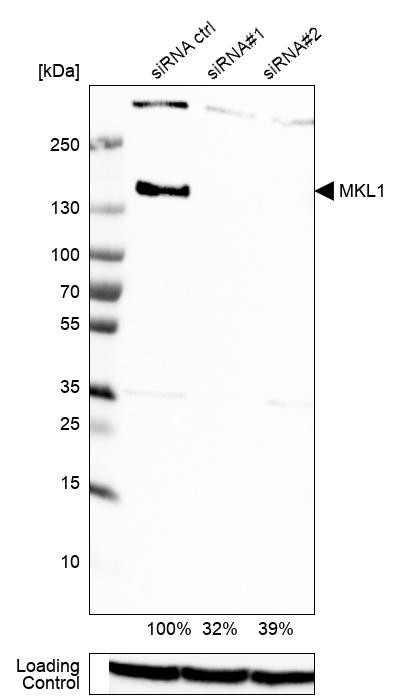 MKL1 Antibody