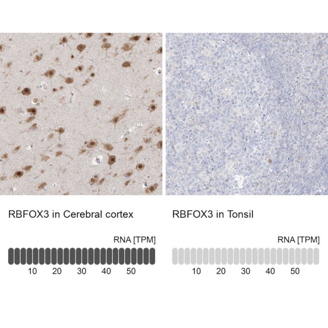 NeuN Antibody