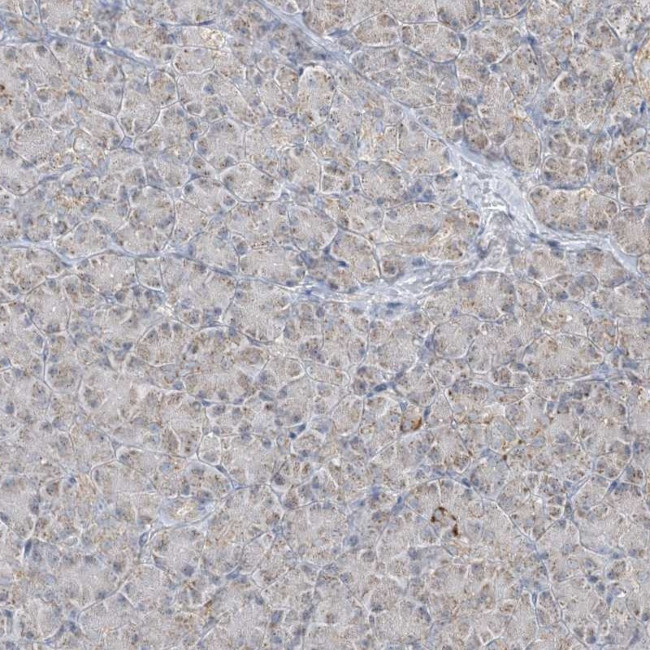 MAPKBP1 Antibody in Immunohistochemistry (IHC)