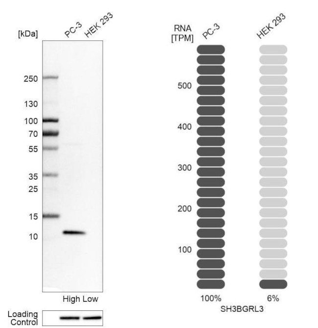 SH3BGRL3 Antibody