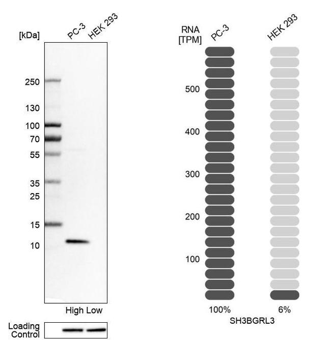 SH3BGRL3 Antibody in Western Blot (WB)