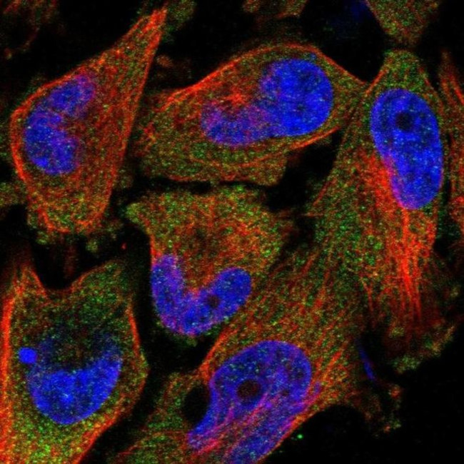 TAL2 Antibody in Immunocytochemistry (ICC/IF)