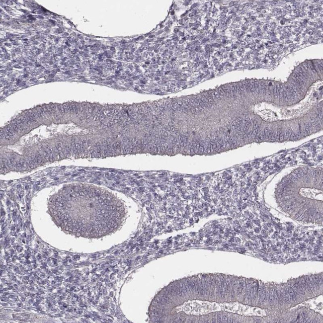 SLC7A4 Antibody in Immunohistochemistry (IHC)