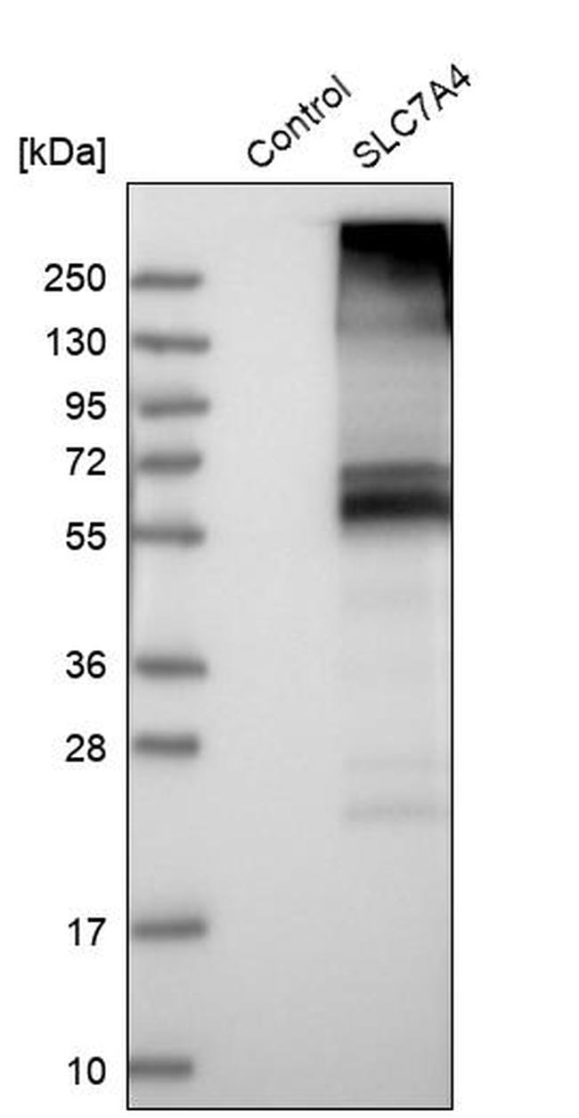 SLC7A4 Antibody in Western Blot (WB)