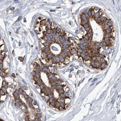 ZC3H15 Antibody in Immunohistochemistry (IHC)