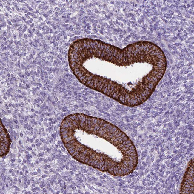 KMO Antibody in Immunohistochemistry (IHC)