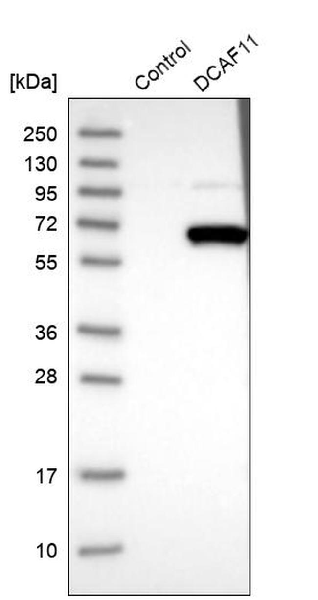 WDR23 Antibody in Western Blot (WB)