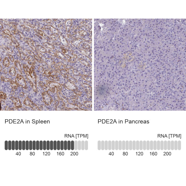 PDE2A Antibody