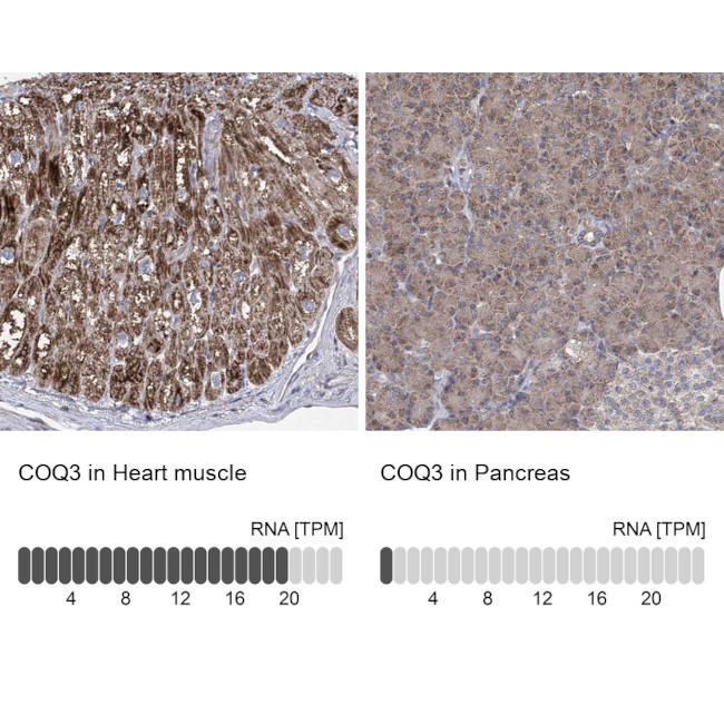 COQ3 Antibody