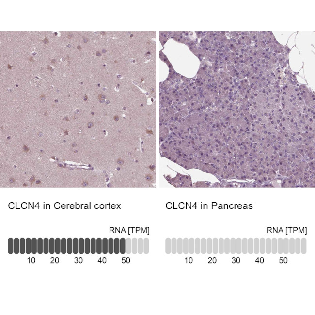 CLCN4 Antibody