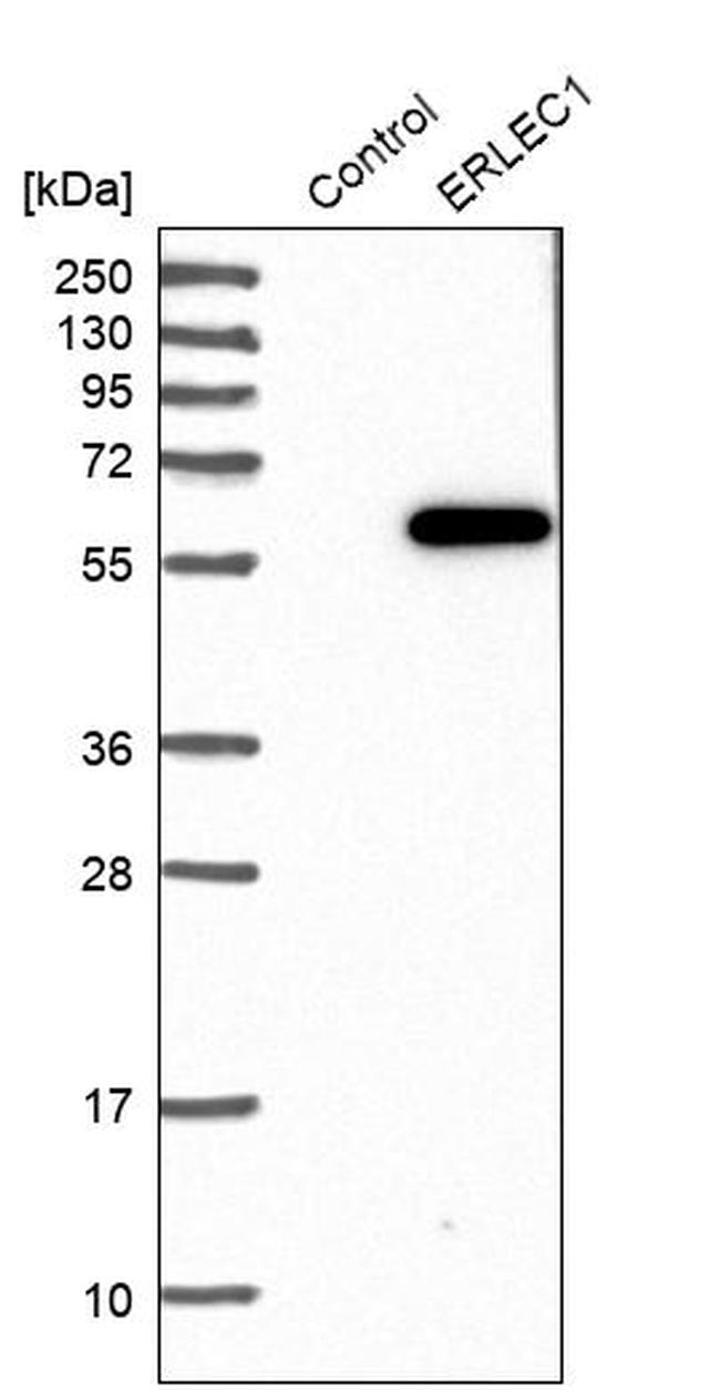 XTP3B Antibody in Western Blot (WB)