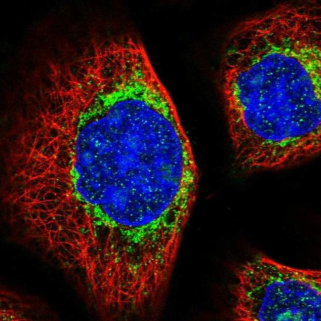 MTX2 Antibody in Immunocytochemistry (ICC/IF)