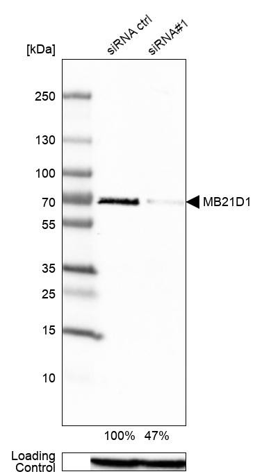 cGAS Antibody