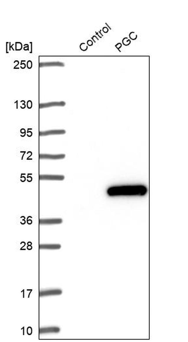 PGC Antibody in Western Blot (WB)