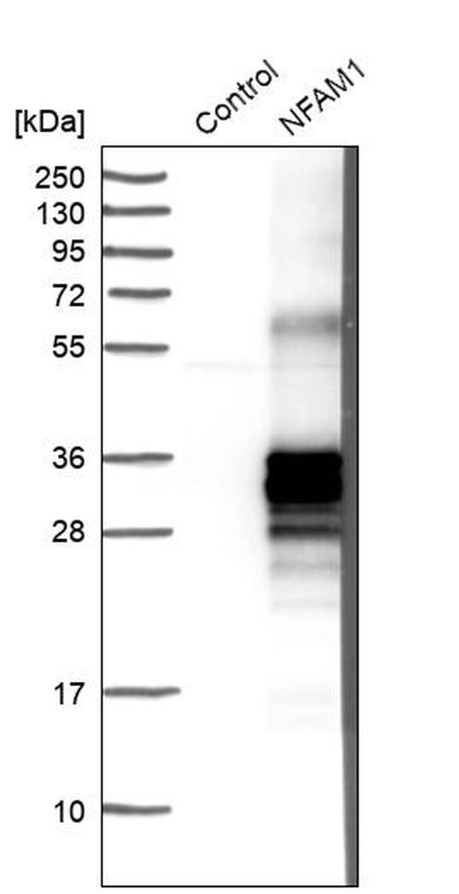 NFAM1 Antibody in Western Blot (WB)