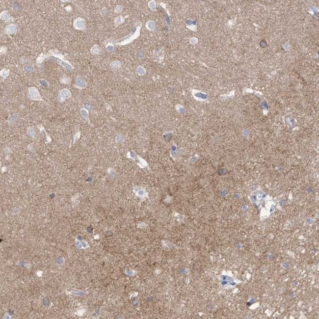 CNTNAP4 Antibody in Immunohistochemistry (IHC)