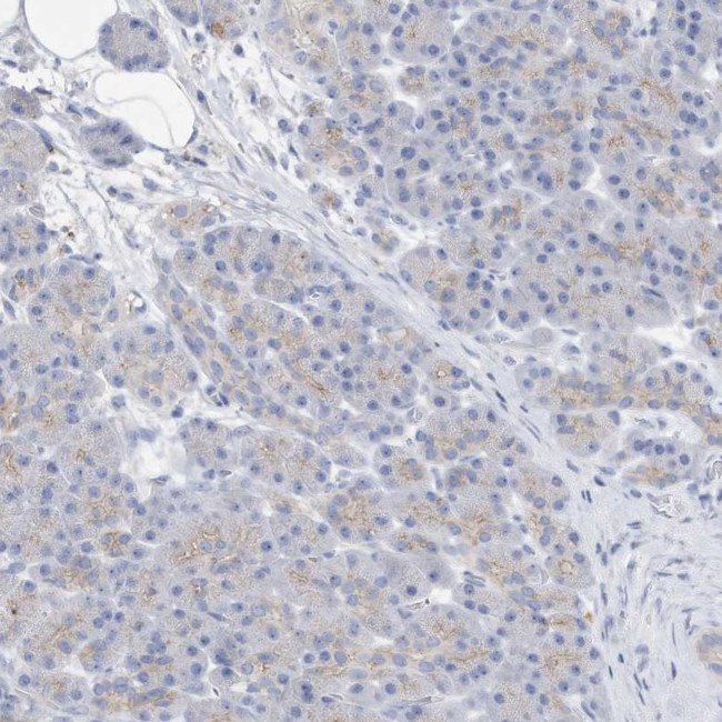 CNTNAP4 Antibody in Immunohistochemistry (IHC)