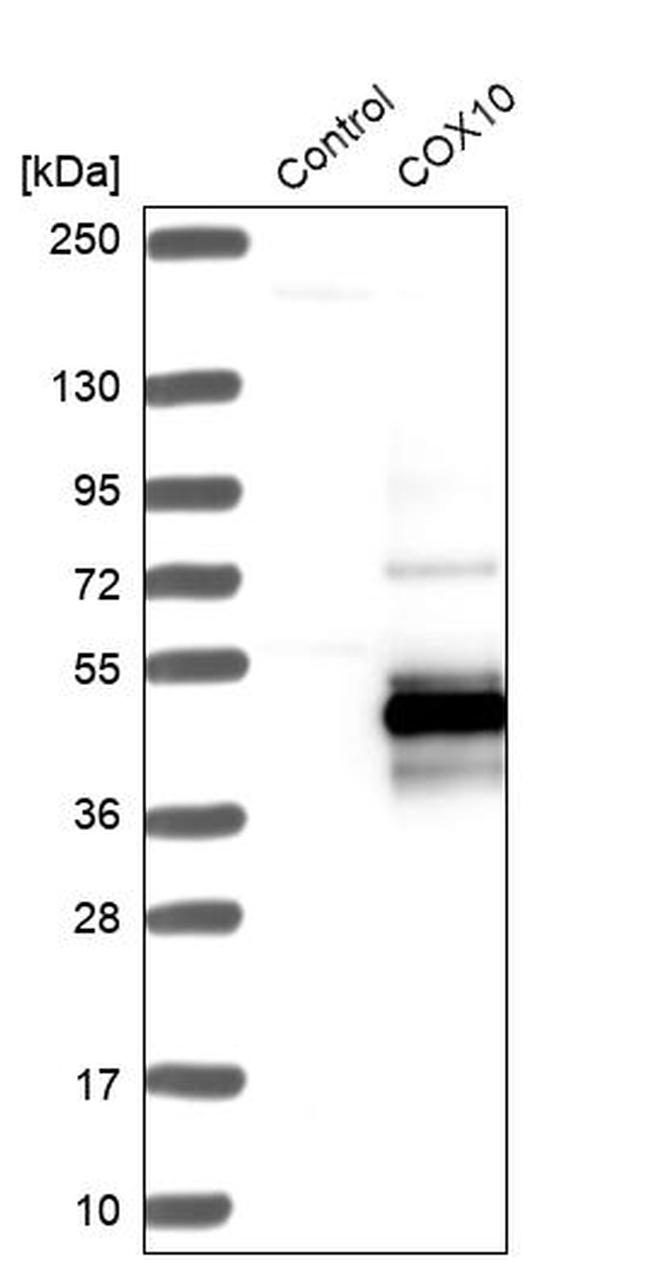 COX10 Antibody in Western Blot (WB)