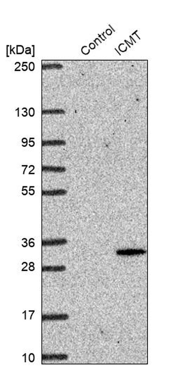 ICMT Antibody in Western Blot (WB)