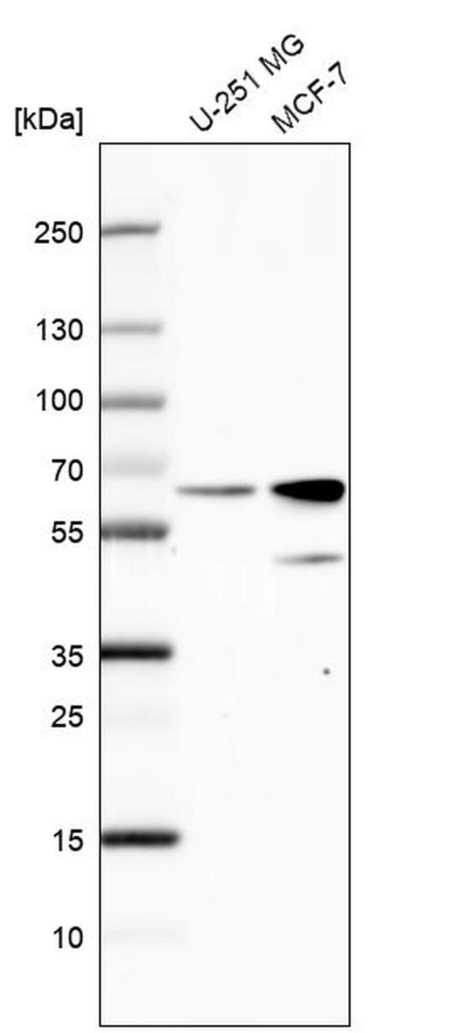 SF3A3 Antibody in Western Blot (WB)