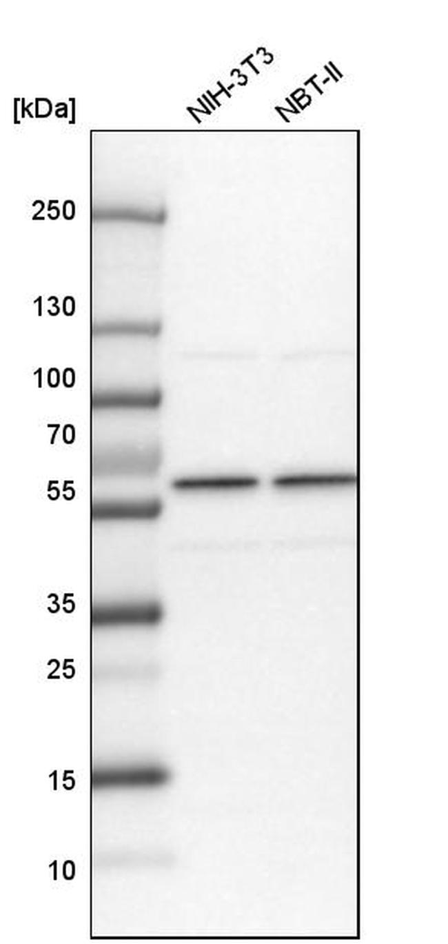 SF3A3 Antibody in Western Blot (WB)