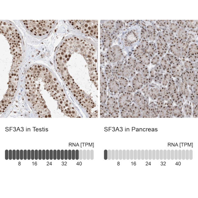 SF3A3 Antibody