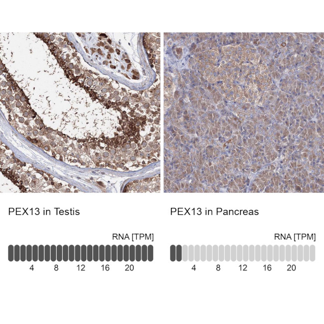 PEX13 Antibody