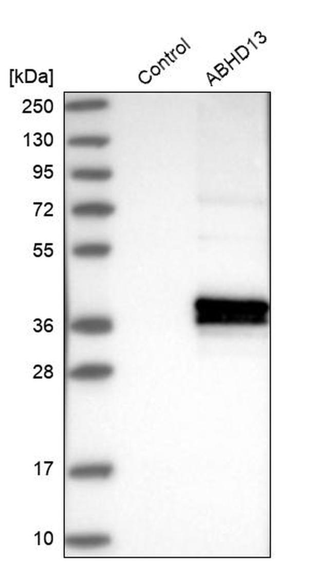 ABHD13 Antibody in Western Blot (WB)