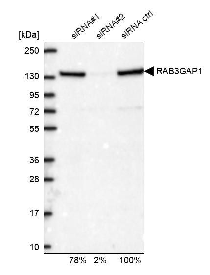 RAB3GAP1 Antibody