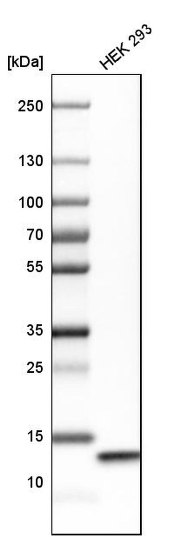 COX5B Antibody in Western Blot (WB)
