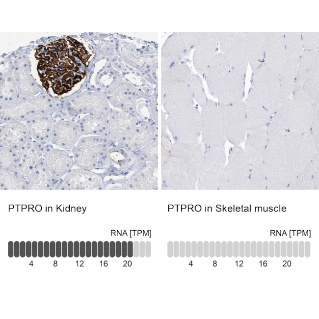 PTPRO Antibody