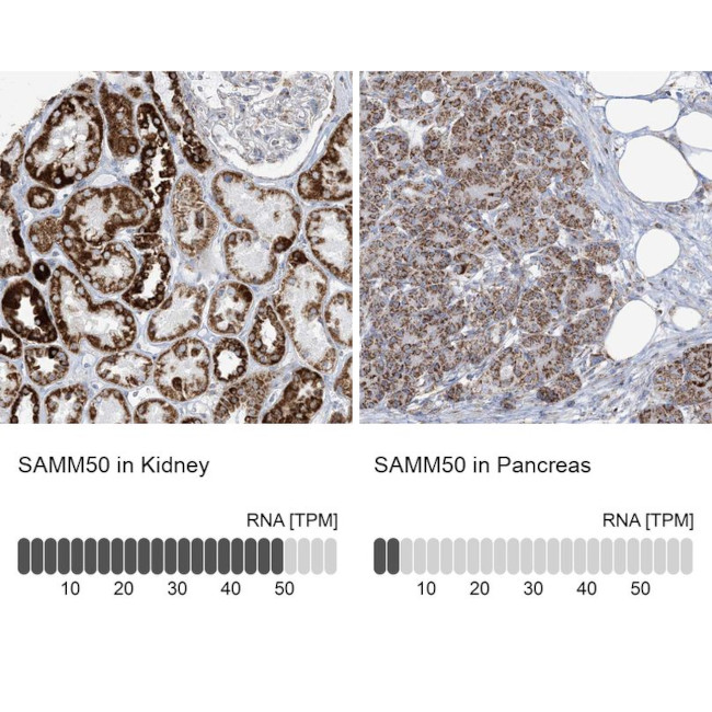 SAMM50 Antibody