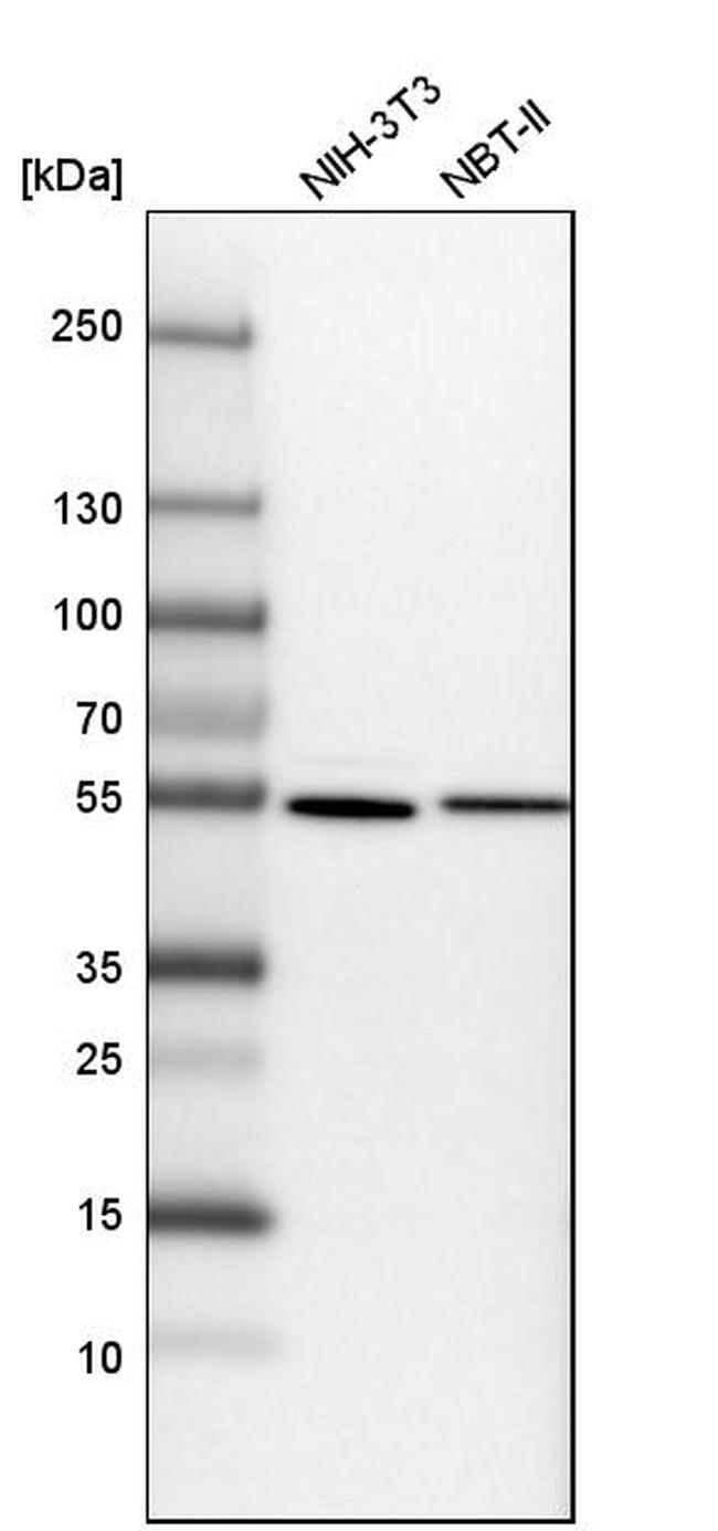 SAMM50 Antibody in Western Blot (WB)