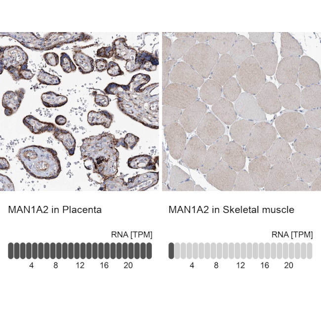 MAN1A2 Antibody