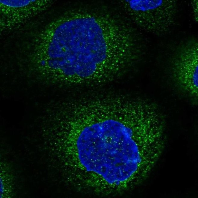 NEDL2 Antibody in Immunocytochemistry (ICC/IF)