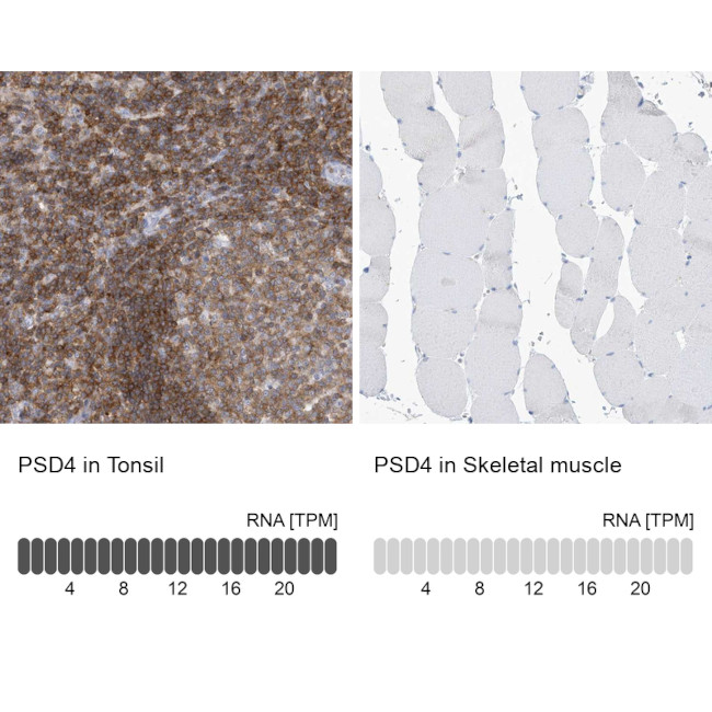 PSD4 Antibody