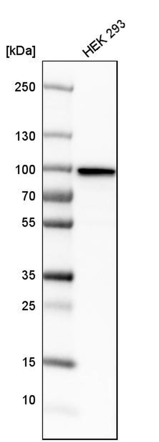 KHSRP Antibody in Western Blot (WB)