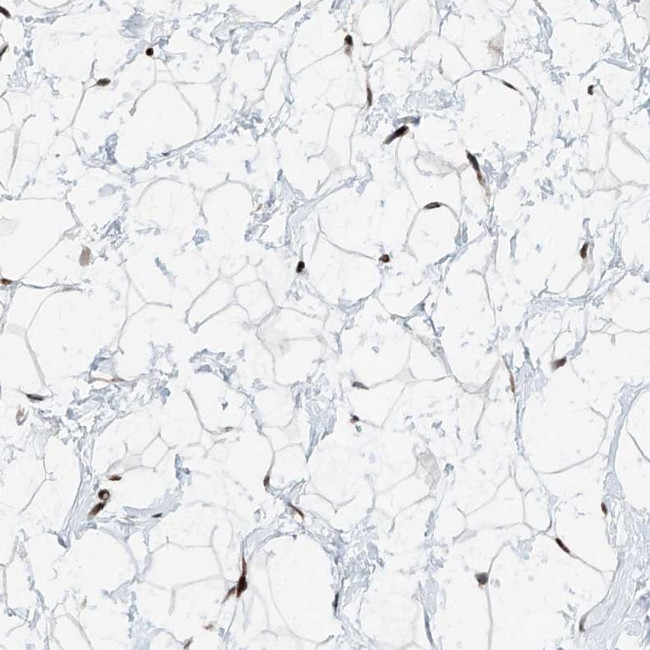 RBP7 Antibody in Immunohistochemistry (IHC)