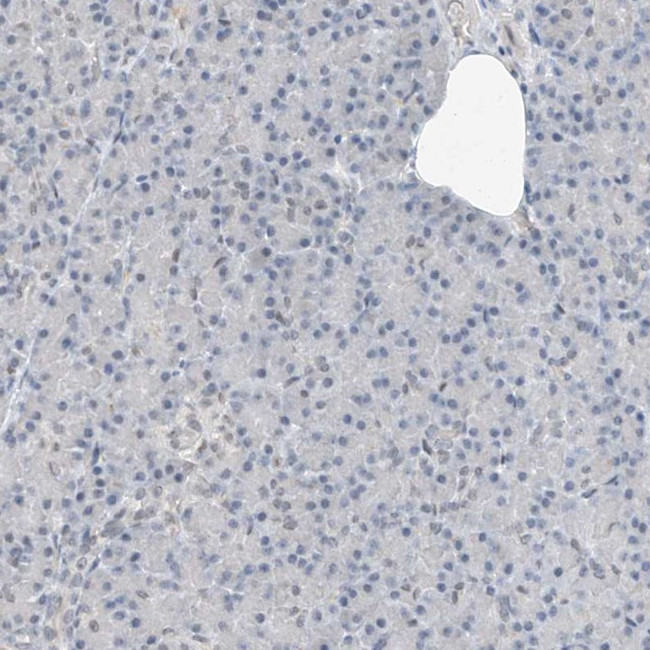 RBP7 Antibody in Immunohistochemistry (IHC)