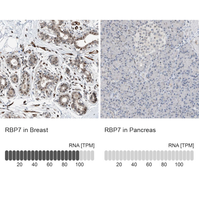 RBP7 Antibody