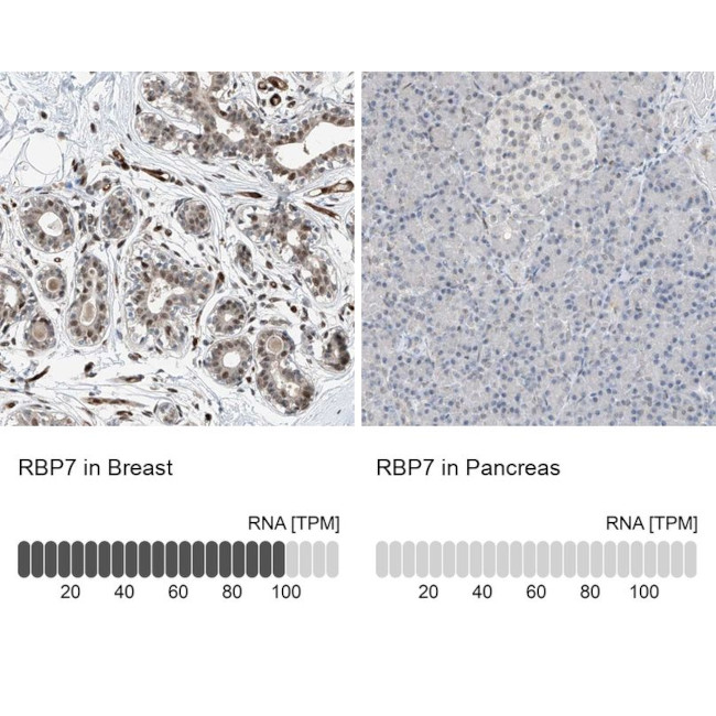 RBP7 Antibody