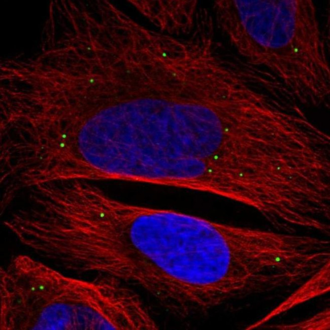 ADAMTSL3 Antibody in Immunocytochemistry (ICC/IF)